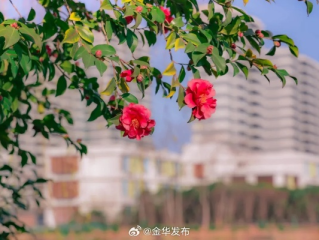 浙江金华天气，四季流转中的江南韵致