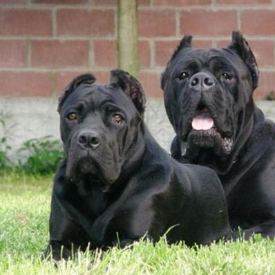 世界猛犬排行榜，十大强势犬种的力量与魅力